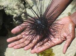 Image of Long-spined sea urchin