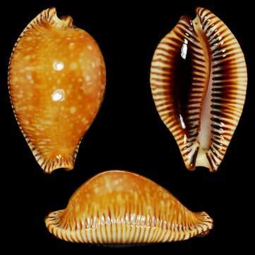 Слика од Perisserosa guttata surinensis (Raybaudi 1978)