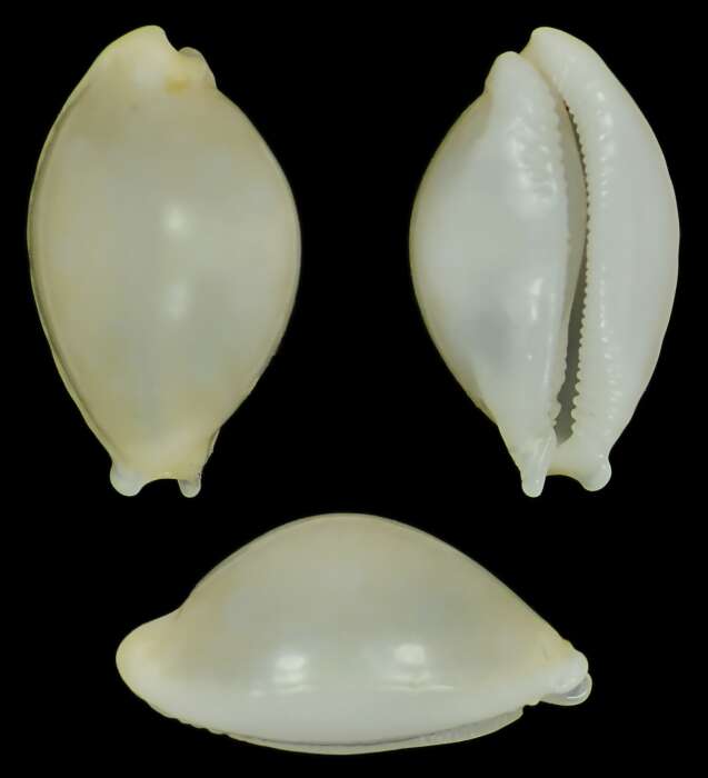 Image of Cryptocypraea Meyer 2003