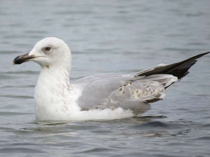 Image of Caspian Gull