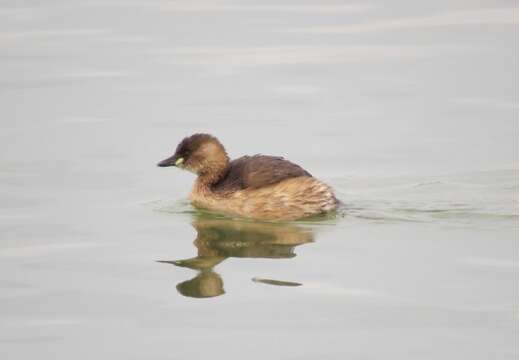 Image of Little Grebe