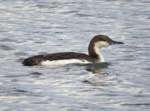 Image of Arctic Loon