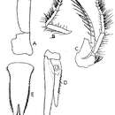 Image de Schistomysis kervillei (G. O. Sars 1885)