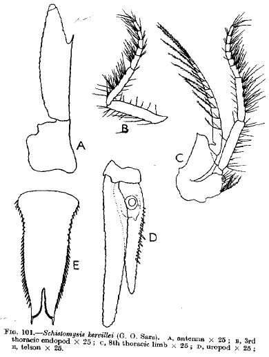 Image of Schistomysis Norman 1892