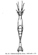 Sivun Gastrosaccus spinifer (Goës 1864) kuva