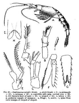 Sivun Gastrosaccus spinifer (Goës 1864) kuva