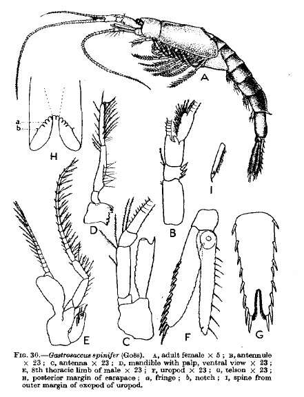 Image of Gastrosaccus spinifer (Goës 1864)