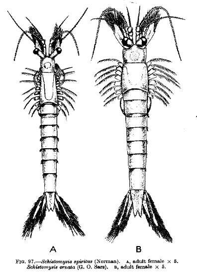 Image de Schistomysis spiritus (Norman 1860)