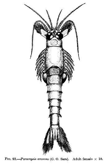 Image of Paramysis arenosa (G. O. Sars 1877)