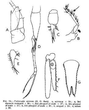 Image of Paramysis arenosa (G. O. Sars 1877)