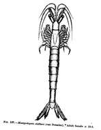 Image de Mesopodopsis slabberi (Van Beneden 1861)