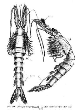 Plancia ëd Neomysis integer (Leach 1814)