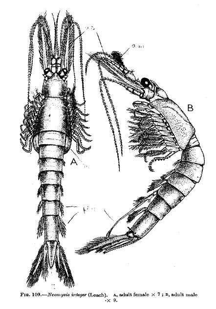 Imagem de Neomysis integer (Leach 1814)