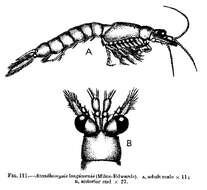 Image de Acanthomysis longicornis (Milne Edwards 1837)