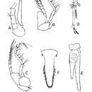 Image de Acanthomysis longicornis (Milne Edwards 1837)