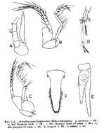 Acanthomysis longicornis (Milne Edwards 1837)的圖片