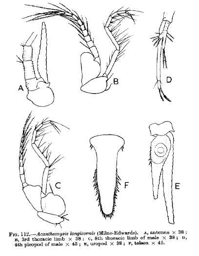 Image of Acanthomysis longicornis (Milne Edwards 1837)