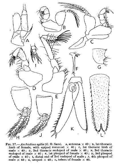 Sivun Anchialina agilis (G. O. Sars 1877) kuva