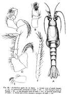 Sivun Anchialina agilis (G. O. Sars 1877) kuva
