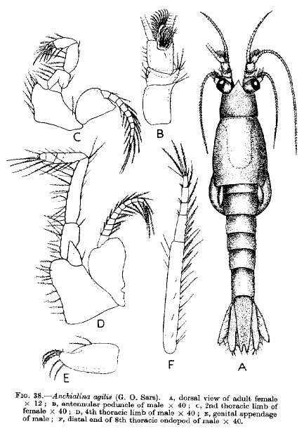 Image of Anchialina agilis (G. O. Sars 1877)
