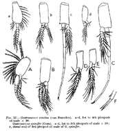Sivun Gastrosaccus sanctus (Van Beneden 1861) kuva