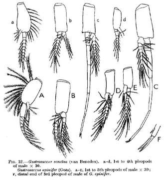 Plancia ëd Gastrosaccus sanctus (Van Beneden 1861)