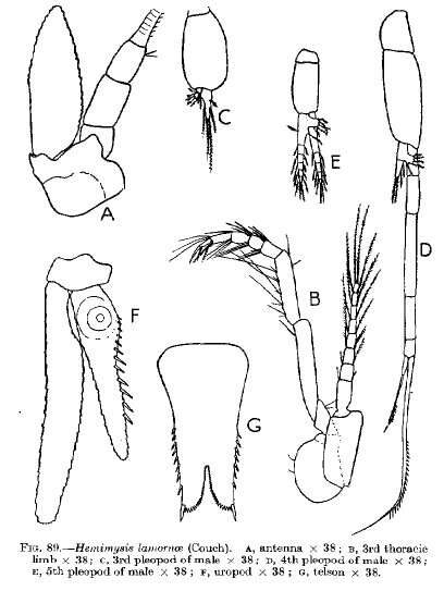 Image of Hemimysis lamornae (Couch 1856)