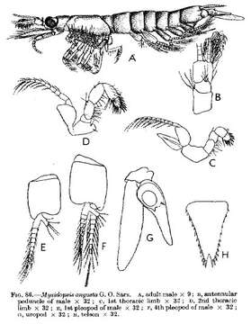 Image of Mysidopsis