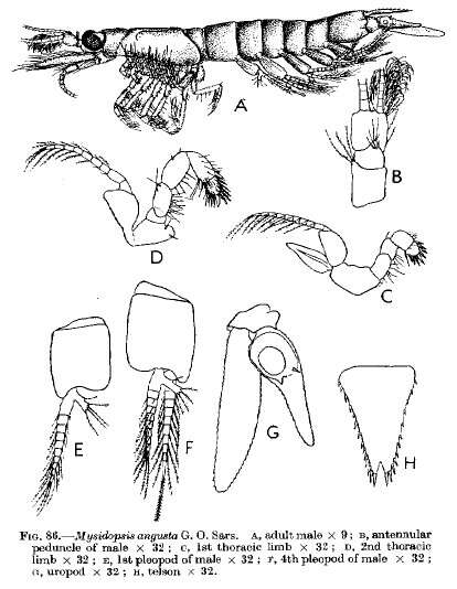 Image of Mysidopsis angusta G. O. Sars 1864