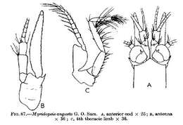 Image of Mysidopsis angusta G. O. Sars 1864