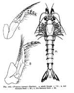 Image of Praunus inermis (Rathke 1843)