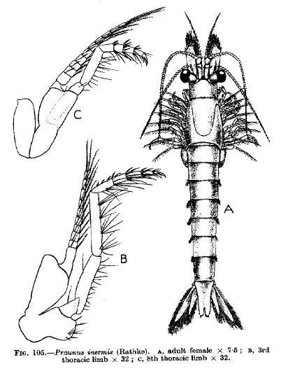 Image of Praunus inermis (Rathke 1843)