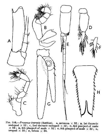 Image of Praunus inermis (Rathke 1843)