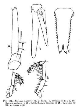 Image of Praunus neglectus (G. O. Sars 1869)