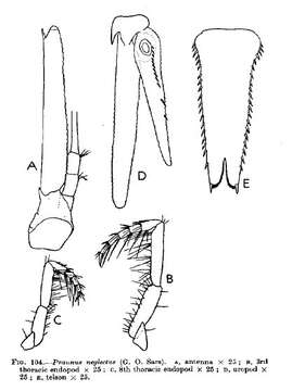 صورة Praunus neglectus (G. O. Sars 1869)