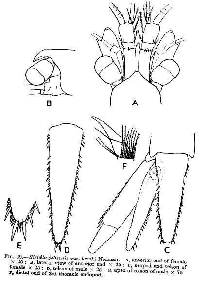 صورة Siriella jaltensis Czerniavsky 1868