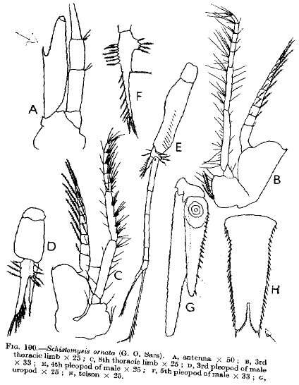 Image of Schistomysis ornata (G. O. Sars 1864)
