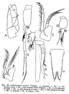 Image of Schistomysis parkeri Norman 1892