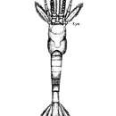 Image of Hansenomysis fyllae (Hansen 1887)