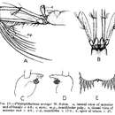 Image of Petalophthalmus armiger Willemoes-Suhm 1875
