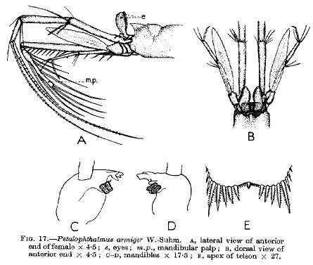 Image of Petalophthalmus Willemoes-Suhm 1874