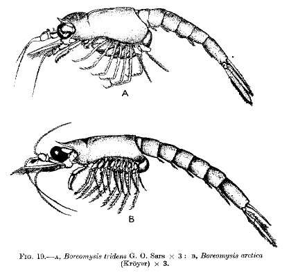 Image of Boreomysis tridens G. O. Sars 1870