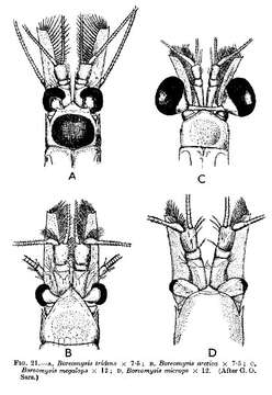 Image of Boreomysis tridens G. O. Sars 1870