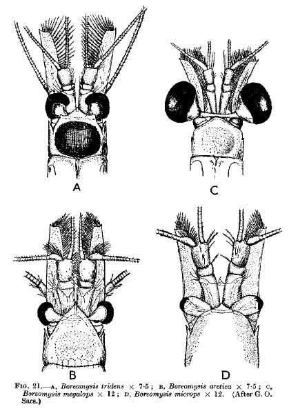 Image de Boreomysis tridens G. O. Sars 1870