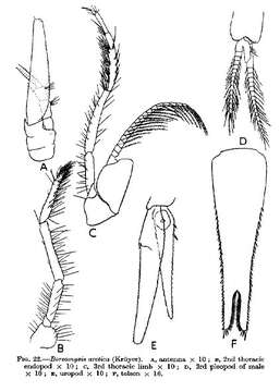 Image de Boreomysis arctica (Krøyer 1861)