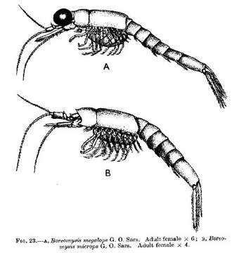 Image de Boreomysis megalops G. O. Sars 1872