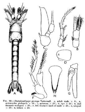 Image de Boreomysis megalops G. O. Sars 1872