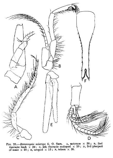 Image de Boreomysis microps G. O. Sars 1883