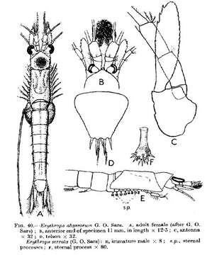 Image of Erythrops abyssorum G. O. Sars 1869