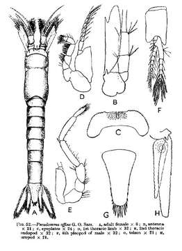 Image of Pseudomma affine G. O. Sars 1870